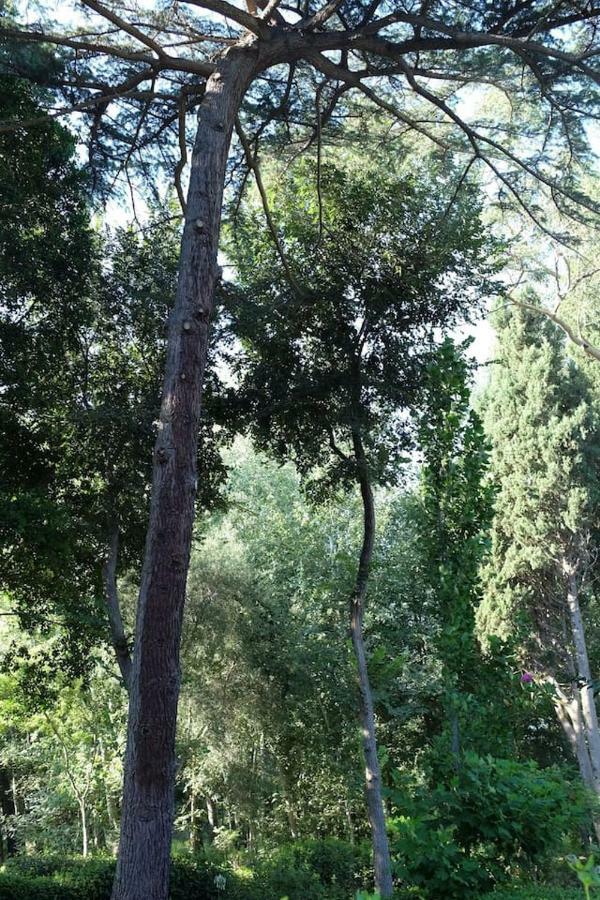 Suite A Villa D'Orri Sarroch Exteriér fotografie
